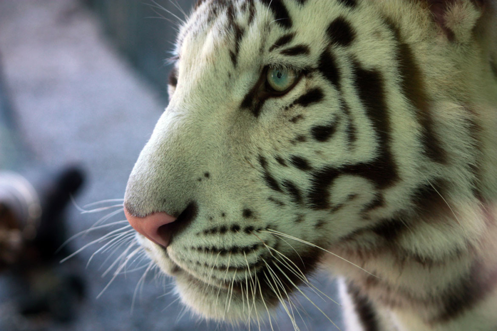 České zoo podpořily odebrání tygra zápasníku Vémolovi