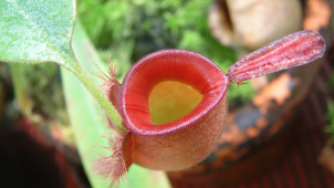 Flora otevírá skleníky, ukáže masožravky