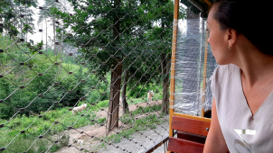 Zvířata jsou společnost s velkou zárukou, říká mluvčí zoo