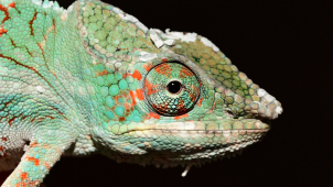 Olomoucká zoo láká na exotickou novinku! Chameleona pardálího