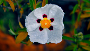 Výhled počasí na příští dny: V kraji se ochladí