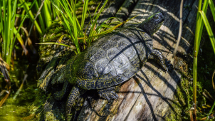 Rybář na Hamrysu vylovil želvu, na svobodu jí pomáhali strážníci