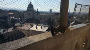 Káně si užívalo výhled z radniční věže