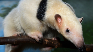 Mravenečnice Calamity dorazila do olomoucké zoologické zahrady