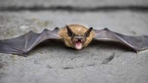 Poplach v černovírské hasičárně spustil netopýr