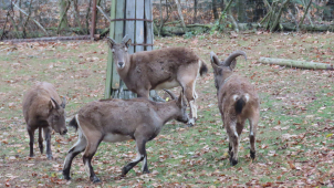 Stádo kozorožců ze Svatého Kopečku doplnili dva statní samci