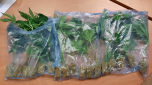 Cizinec jedoucí po dálnici měl v autě sazenice konopí