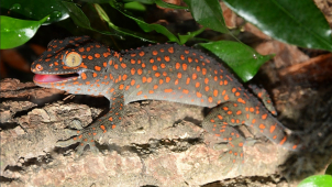 Žáby, ještěrky, hadi a obří kobylky: nová expozice v Zoo Olomouc!