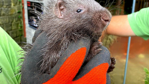 Mladí dikobrazi se mají čile k světu