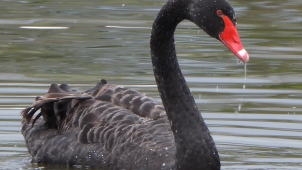 Vzácná labuť černá se objevila na rybníku v Tovačově