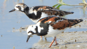 Ornitology překvapil u Přerova kameňáček žijící v Arktidě