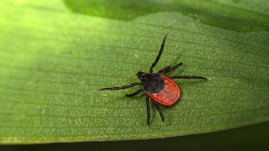 Odborníci varují před aktivitou klíšťat