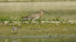 Zaplavená pole po povodních přilákala tisíce vodních ptáků