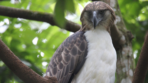 Zoo Olomouc pomohla na Filipínách se záchranou orla opičího