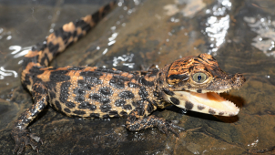V olomoucké zoo přivítali nová mláďata