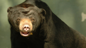 Olomoucká zoologická zahrada se rozloučila s medvědicí Bárou