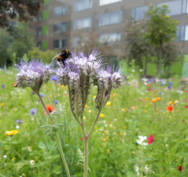 U olomoucké přírodovědy vznikl hmyzí hotel