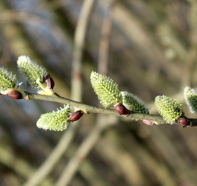 Počasí v kraji začne připomínat jaro, bude až 15 stupňů Celsia