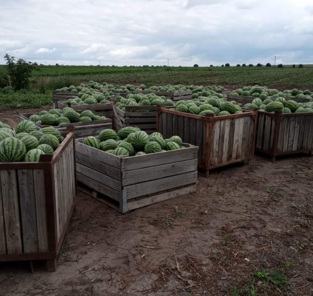 Samosběr zeleniny u Olomouce pokračuje, došla cibule
