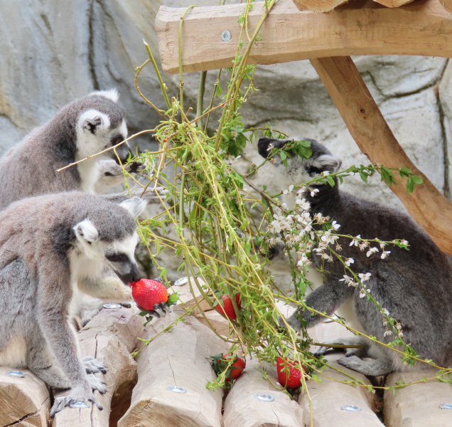 Lemuři v olomoucké zoo si užili velikonoce