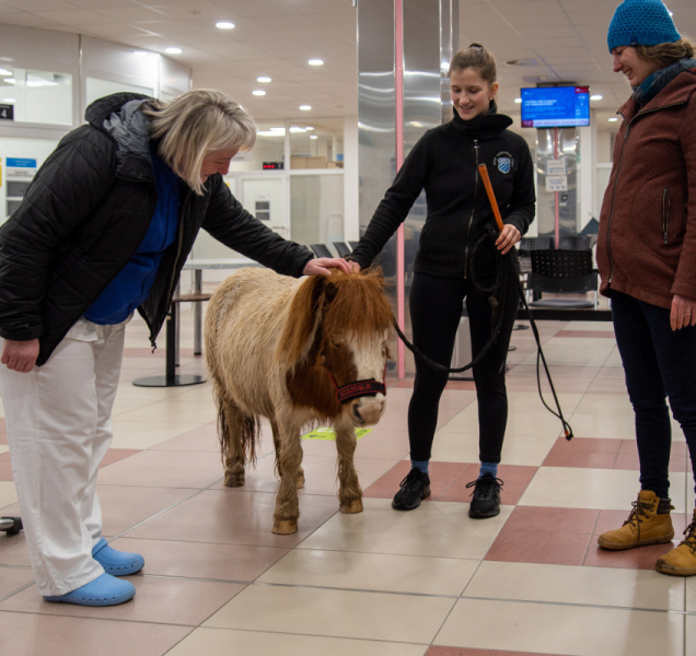 Poník navštívil v roli terapeuta oddělení dlouhodobě nemocných