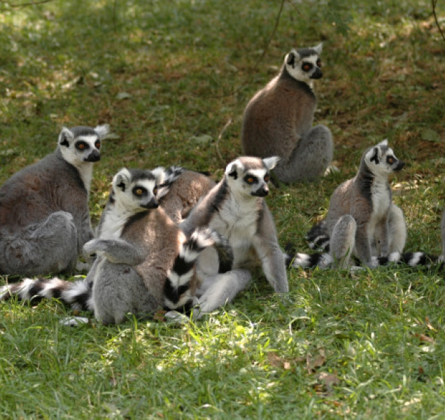Zoo zjišťuje přesné počty zvířat. Se sčítáním pomůžou návštěvníci
