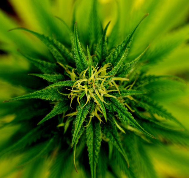 Plánovala veselý mejdan, všichni ale skončili v nemocnici