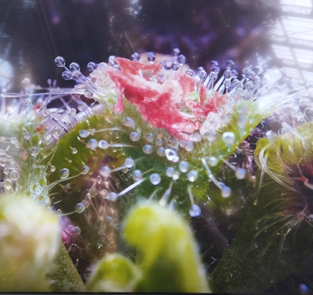 Masožravá rostlina proti octomilkám i tuzemské „masožravky“.