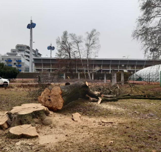 Obnova ASO parku v Olomouci začala úpravou zeleně