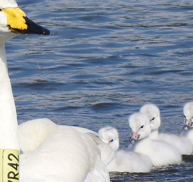 Chráněné labuti Zpěvance záhadně zmizela čtyři mláďata