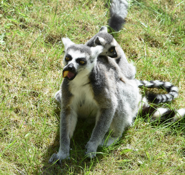 FOTO: Olomoucká zoo slaví, narodila se mláďata lemurů