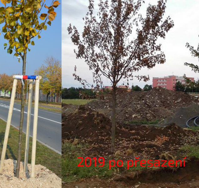Prostějov ničí alej, udělal z desetiletých stromů dvouleté