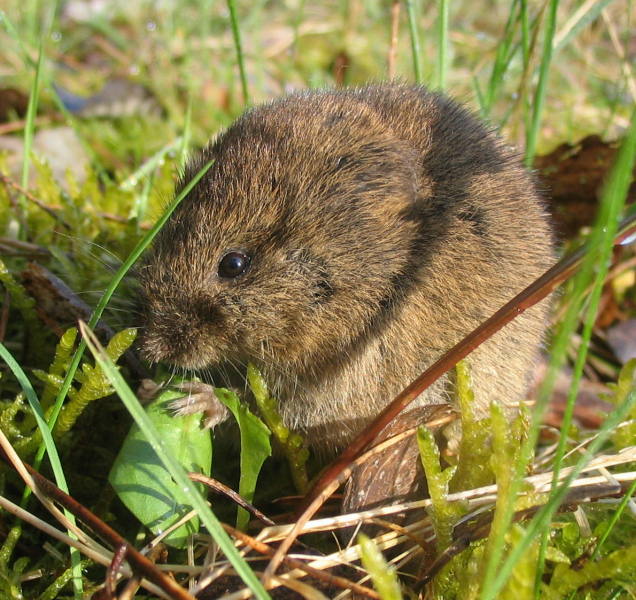 Hraboši likvidují úrodu, na mnoha místech až 80%