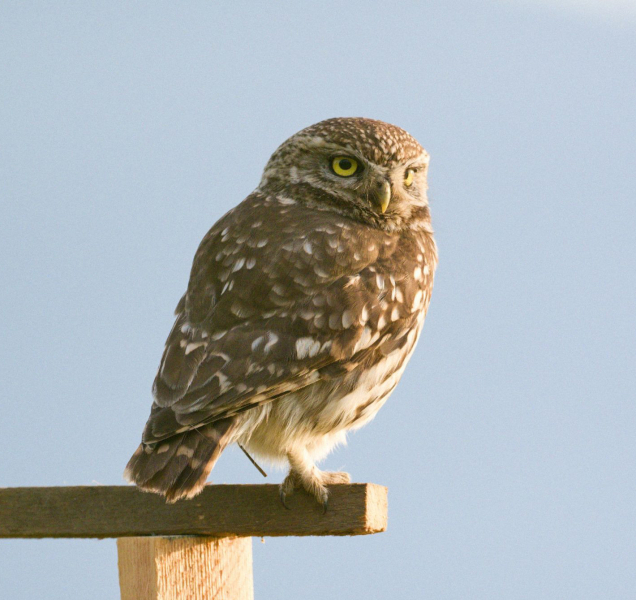 Alarm: Trávení přemnožených hrabošů likviduje sýčky
