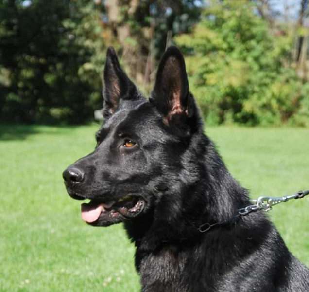 Opilá řidička se schovala v křoví, policejní pes ji vypátral