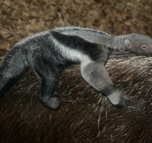 Předčasný vánoční dárek v olomoucké zoo. Pátý mravenečník!