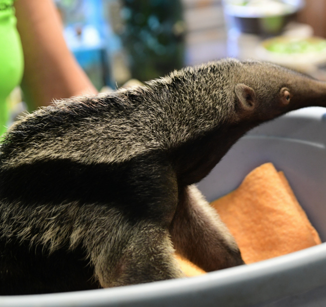 Malý mravenečník se poprvé vážil pod dohledem novinářů