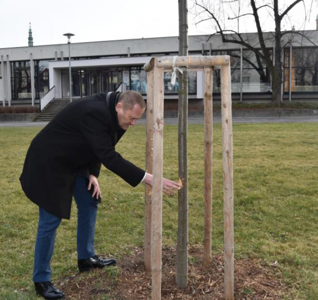 Vandal poškodil republikovou lípu v Prostějově