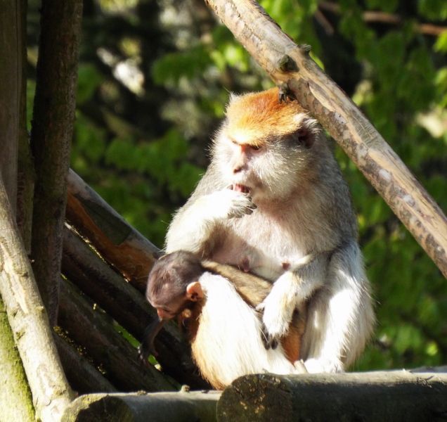 Zoologická zahrada na Svatém Kopečku přivítala mládě kočkodana