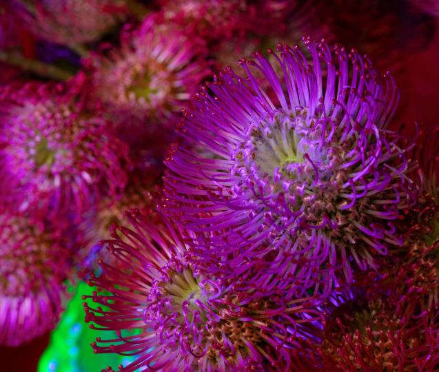 Flora přináší fascinující propojení floristiky, umění a techniky