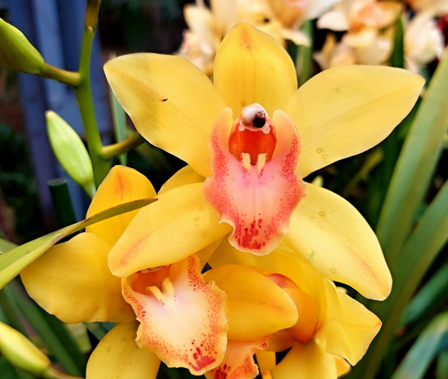 Nejkrásnější orchideje světa změnily skleník v tropický ráj