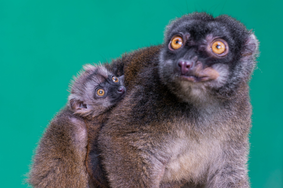 Na Madagaskaru by šli do guláše, u nás jsou lemuři oblíbenci