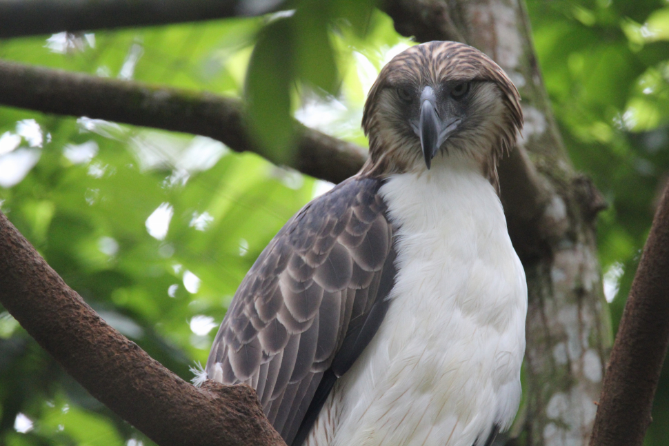 Zoo Olomouc pomohla na Filipínách se záchranou orla opičího